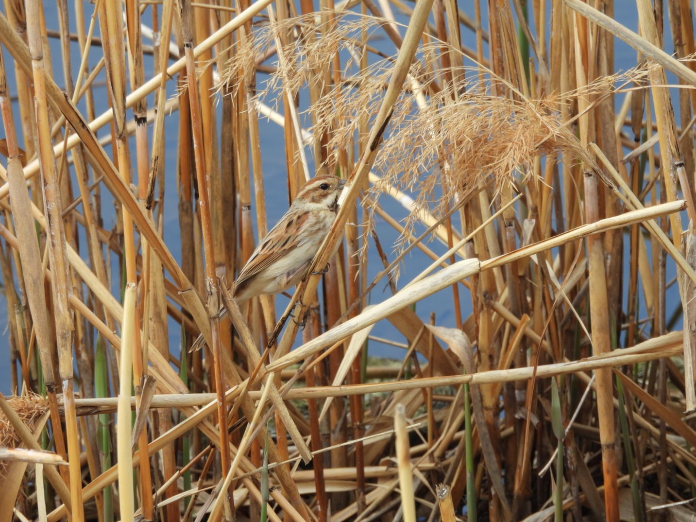 4　オオジュリン